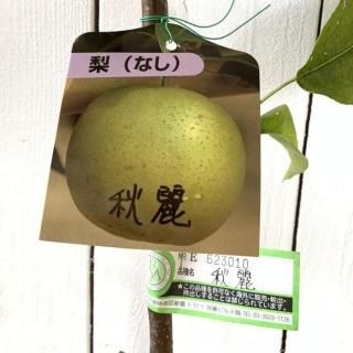    (PVP) 12cmݥå 夦줤 ʤ  ʥ Ͽʼ
