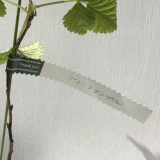 饺٥꡼  󥢥ץ 10.5cmݥå 2ǯ 饺٥꡼ 