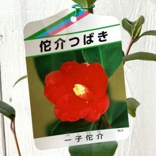 �� ���� ����ν� 13.5cm�ݥå��� ����ɽ� ����β� ����ɲ� ��������Ӥ��� �ĥХ� �� �ĤФ�