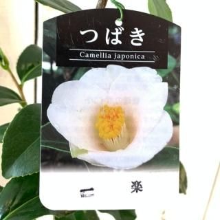 椿（ツバキ） - ブルーベリーやスモークツリーなど植物苗の通販