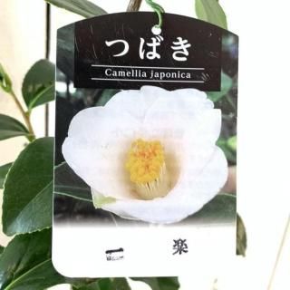 �� ���� ����� 13.5cm�ݥå��� �����餯�ĤФ� �ĥХ� �� �ĤФ�