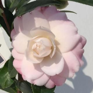 �� ���� ���ƥ����� 13.5cm�ݥå��� �ĥХ� �� �ĤФ�