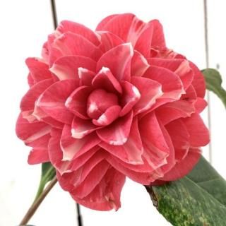 �� ���� ���������� 13.5cm�ݥå��� �ĥХ� �� �ĤФ�