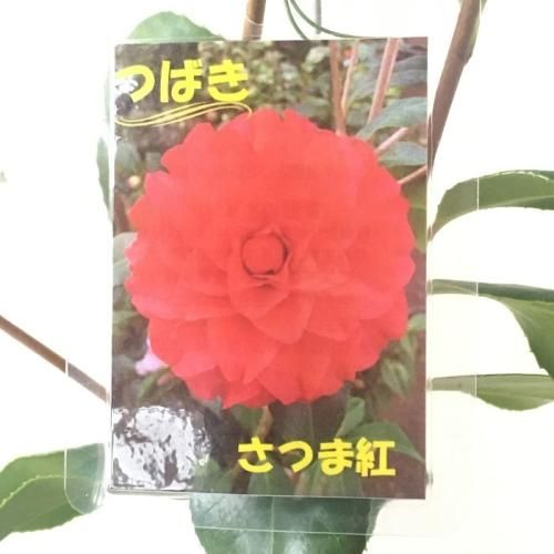 さつま　椿 さつま：椿（ツバキ） : 日本花卉ガーデンセンターYahoo!店