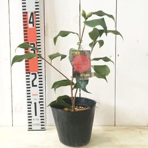 さつま　椿 さつま：椿（ツバキ） : 日本花卉ガーデンセンターYahoo!店