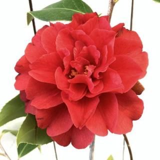 �� ���� ���Ĥ޹��� 13.5cm�ݥå��� �ĥХ� �� �ĤФ�