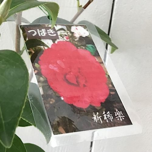 椿 苗木 新稀楽椿 13 5cmポット苗 しんきらくつばき ツバキ 苗 つばき 椿やブルーベリーなど苗の通信販売はぐりーんべりぃ