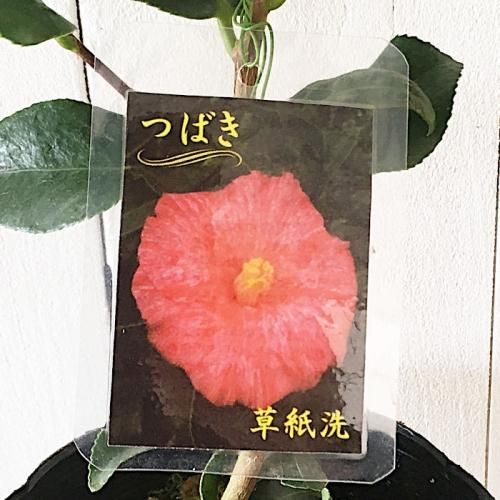 楽天市場】【選べる現品発送】椿（ツバキ）黄鳳（キホウ）4.5号