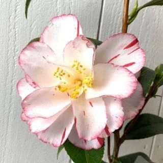 �� ���� �ץ�󥻥����� 13.5cm�ݥå��� �ĥХ� �� �ĤФ�