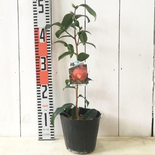 出雲大社赤藪椿　[半懸崖]　大品盆栽 盆栽 椿 藪椿 樹高 上下 約45cm つばき Camellia japonica