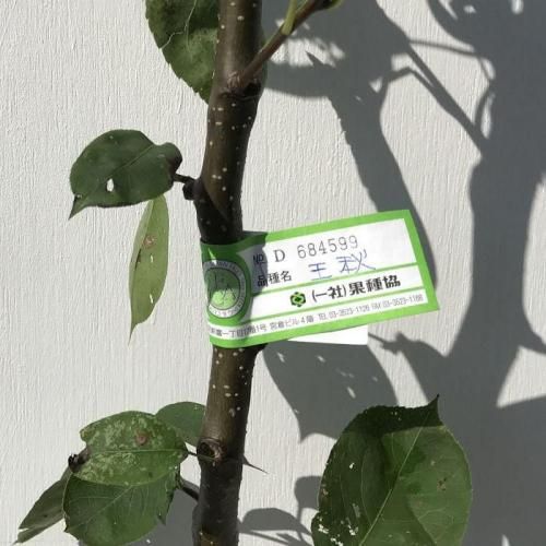 梨 苗木 王秋 (PVP) 12cmポット苗 おうしゅう なし 苗 ナシ 登録品種