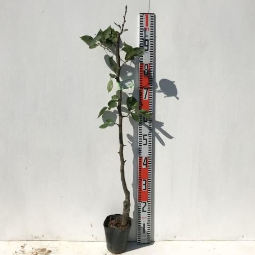 梨 苗木 王秋 (PVP) 12cmポット苗 おうしゅう なし 苗 ナシ 登録品種