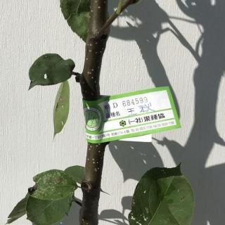    (PVP) 12cmݥå 夦 ʤ  ʥ Ͽʼ