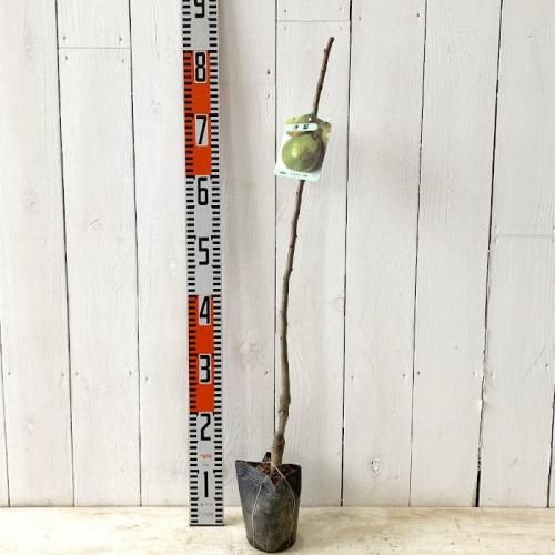 SUGAR CANE シュガーケーン SC29463 NATIVE AMERICAN DOBBY