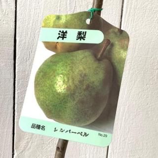   С٥ 12cmݥå Τʤ  Υʥ