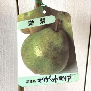   ޥꥲåȥޥꥢ 12cmݥå Τʤ  Υʥ