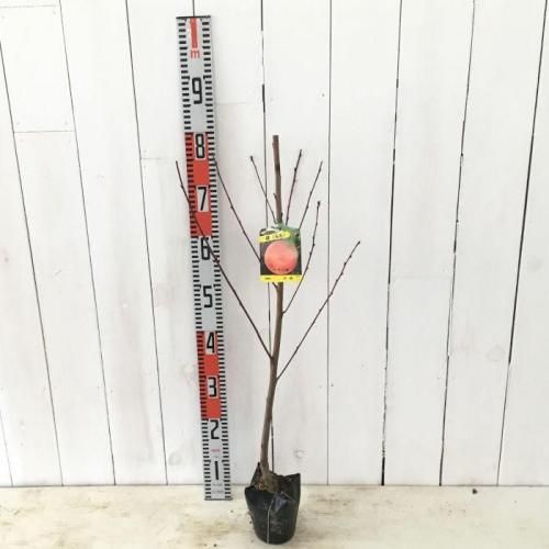 桃 苗木 山根白桃 12cmポット苗 やまねはくとう もも 苗 モモ