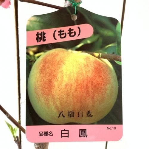 桃苗木 白鳳・黄金桃 4本セット はくとう 桃苗木 白鳳・黄金桃 4本セット はくとう - メルカリ
