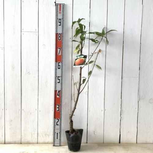 ✨桃くまちゃん✨優木園 黒札 多肉 抜き苗 寄せ植え ✨桃くまちゃん✨優木園 黒札 多肉 抜き苗 寄せ植え 優