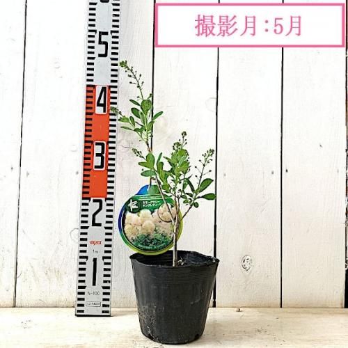スモークツリー 苗木 ヤングレディ 13.5cmポット苗 3年生苗