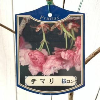    12cm󥰥ݥå Ƥޤ   