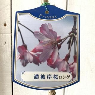   ǻ 12cm󥰥ݥå Ҥ   