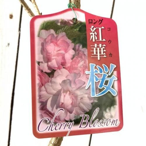 紅桜クレナイサクラ様 桜：紅花土肥桜（ベニバナトイザクラ）5号ポット の通販 | 園芸