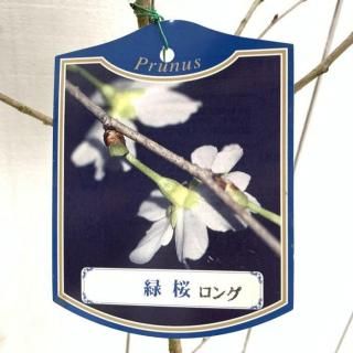   к 12cm󥰥ݥå ߤɤꤶ   