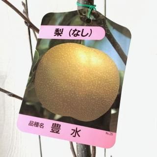   ˭ 12cmݥå ۤ ʤ  ʥ