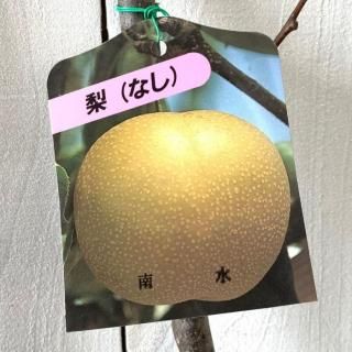    12cmݥå ʤ󤹤 ʤ  ʥ