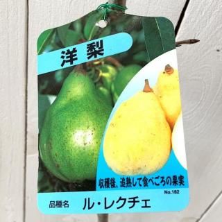   롦쥯 12cmݥå Τʤ  Υʥ