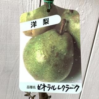   ͥ쥯顼 12cmݥå ͥ롦쥯顼 Τʤ  Υʥ