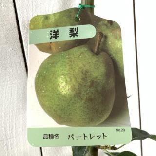   Сȥå 12cmݥå Τʤ  Υʥ