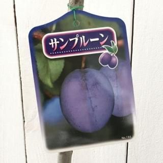 ץ롼  ץ롼 12cmݥå ץ롼 