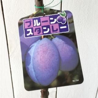 ץ롼  졼 12cmݥå ץ롼 