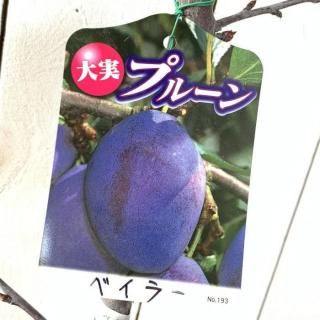 ץ롼  ٥顼 13.5cmݥå ץ롼 