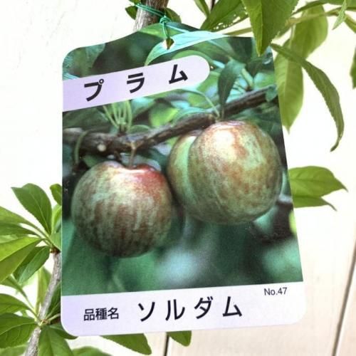 スモモ 苗木 ソルダム 12cmポット苗 すもも 苗 李-ブルーベリーや