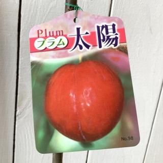    12cmݥå 褦   