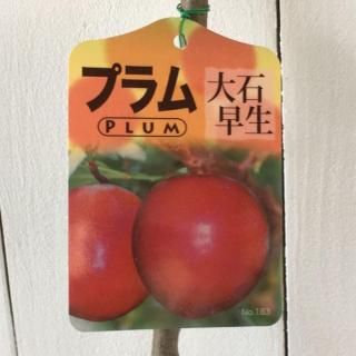    12cmݥå 碌   