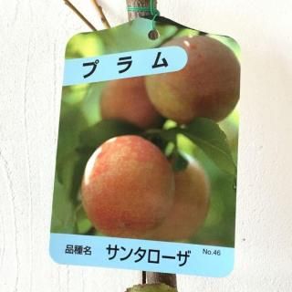 スモモ - ブルーベリーやスモークツリーなど植物苗の通販店