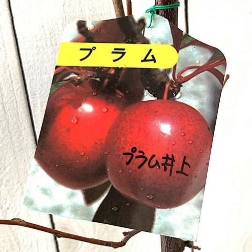 スモモ 苗木 プラム井上 13.5cmポット苗 すもも 苗 李-ブルーベリーや