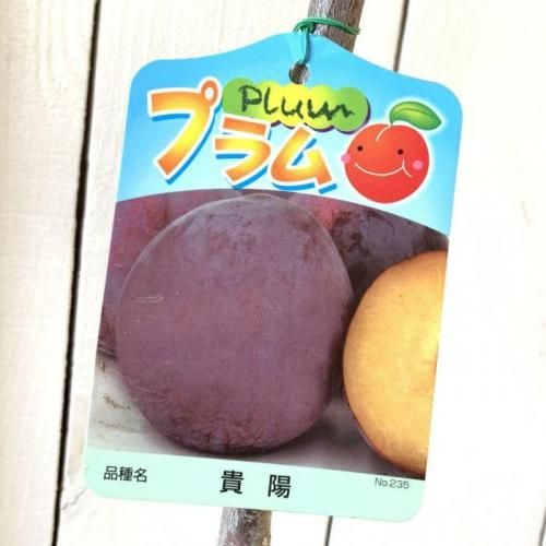 るー太陽、貴陽2本セット　プラム 苗木 約1.2メートル 貴陽　大株　幹太 るー太陽、貴陽2本セット プラム 苗木 約1.2メートル 貴陽 大株