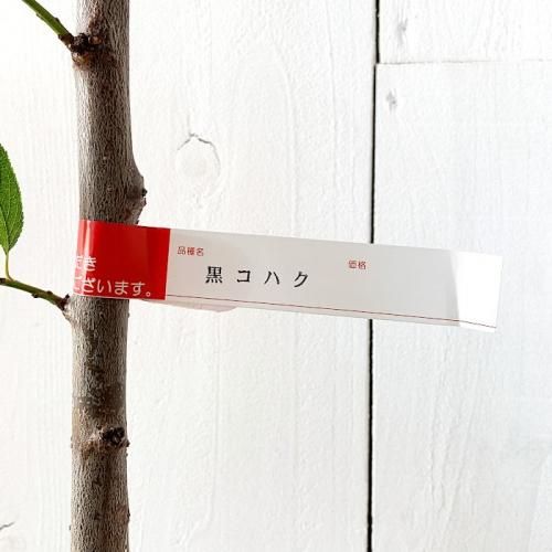 スモモ 苗木 黒琥珀 13 5cmポット苗 くろこはく すもも 苗 李 ブルーベリーやクリスマスローズなど苗の通信販売はぐりーんべりぃ スモモ 苗木 黒琥珀 13 5cmポット苗 くろこはく すもも 苗 李 ブルーベリーやクリスマスローズなど苗の通信販売はぐりーんべりぃ