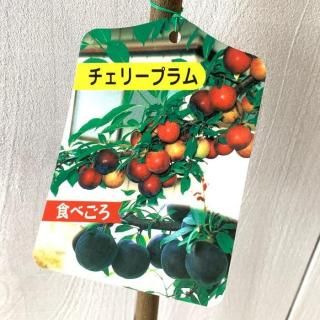   ꡼ץ 12cmݥå   