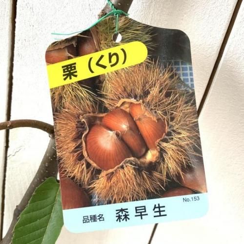 りくり。　150 春夏秋冬まとめ売り　19点+17点 栗 苗木 森早生 12cmポット苗 もりわせ くり 苗 クリ