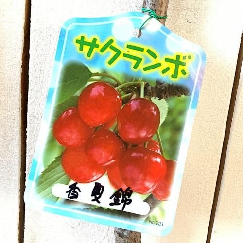 サクランボ 苗木 香夏錦 13 5cmポット苗 こうかにしき さくらんぼ 苗 ブルーベリーやクリスマスローズなど苗の通信販売はぐりーんべりぃ サクランボ 苗木 香夏錦 13 5cmポット苗 こうかにしき さくらんぼ 苗 ブルーベリーやクリスマスローズなど苗の通信販売はぐりーんべりぃ