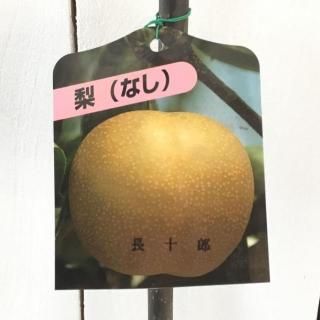   ĹϺ 12cmݥå 礦夦 ʤ  ʥ