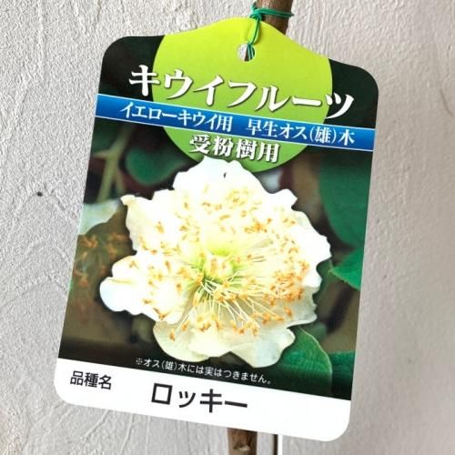 キウイ 苗木 ロッキー 早生オス 12cmポット苗 キウイ 苗 キウイフルーツ キウイフルーツなど苗の通信販売はぐりーんべりぃ キウイ 苗木 ロッキー 早生オス 12cmポット苗 キウイ 苗 キウイフルーツ キウイフルーツなど苗の通信販売はぐりーんべりぃ