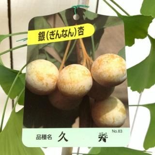   ׼ 13.5cmݥå 夦 礦  祦 ʤ ʥ