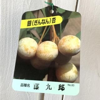   ʼ 13.5cmݥå ٤ 礦  祦 ʤ ʥ